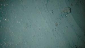 Crushed sponges, deposited substrate
