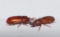 Male Flour Beetles