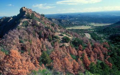 Dead Trees in the Southwest