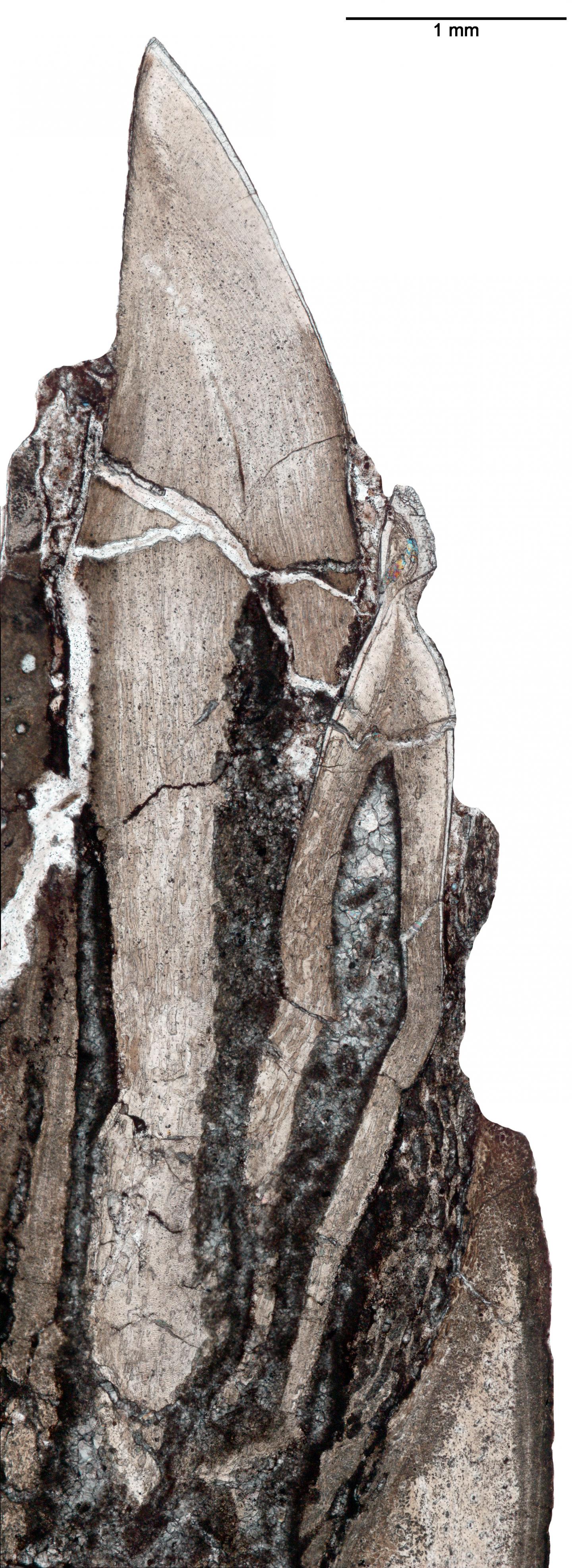 <i>Changchunsaurus</i> Tooth Replacement