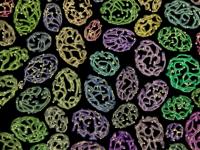 Mitochondrial Networks in Yeast Cells