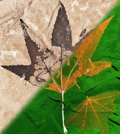 Leaf