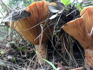 Lactarius