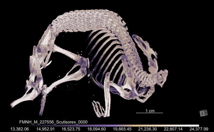 Hero Shrew Spine CT Scan