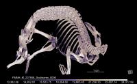 Hero Shrew Spine CT Scan