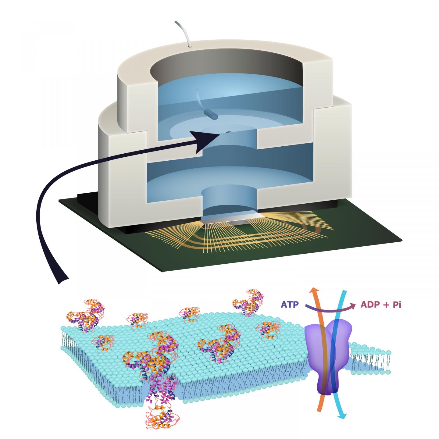 Biologically Powered Chip