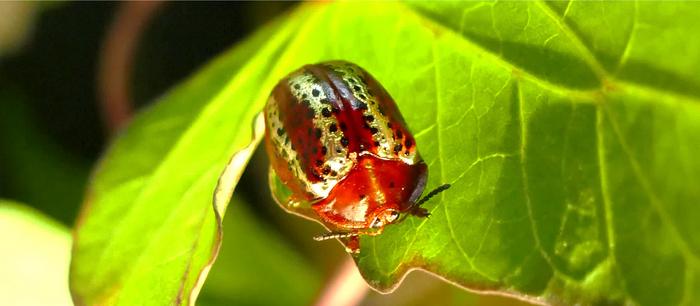 Symbiotic partnerships
