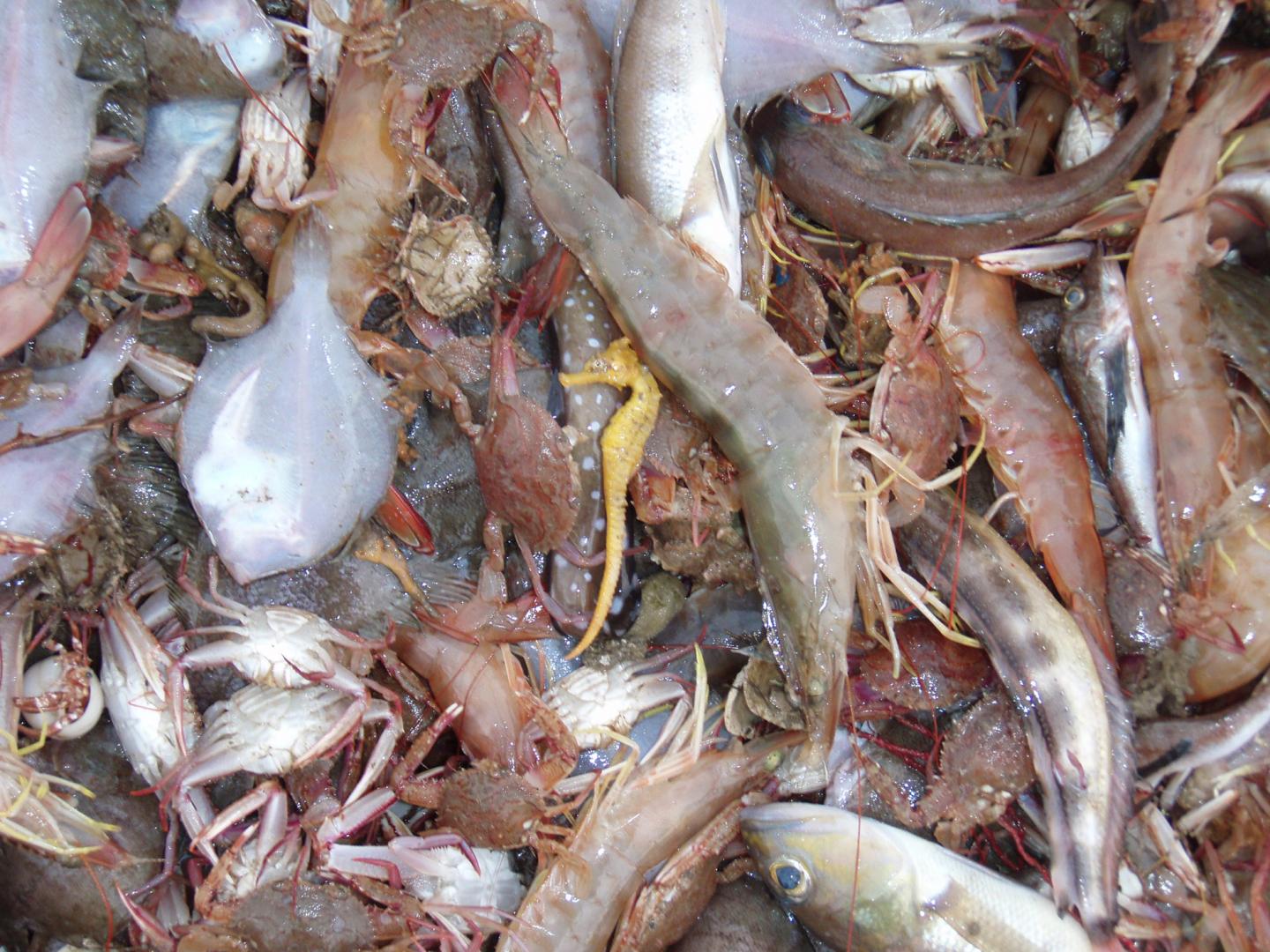 Reducing Damage from Illegal, Unreported, and Unregulated Fishing (2 of ...
