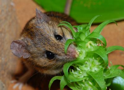 Overall Winner -- Sticky Snack for Mice by Petra Wester