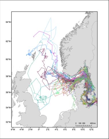 Porpoises Tagged with Satellite Transmitters 