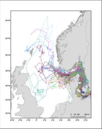 Porpoises Tagged with Satellite Transmitters 