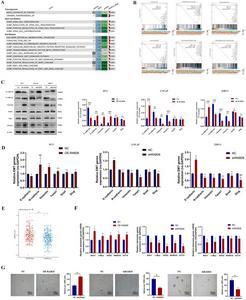 RAB26 promotes epithelial–mesenchymal transition and stem cell-like characteristics of prostate cancer cells.