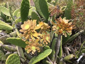 Aeonium arboreum