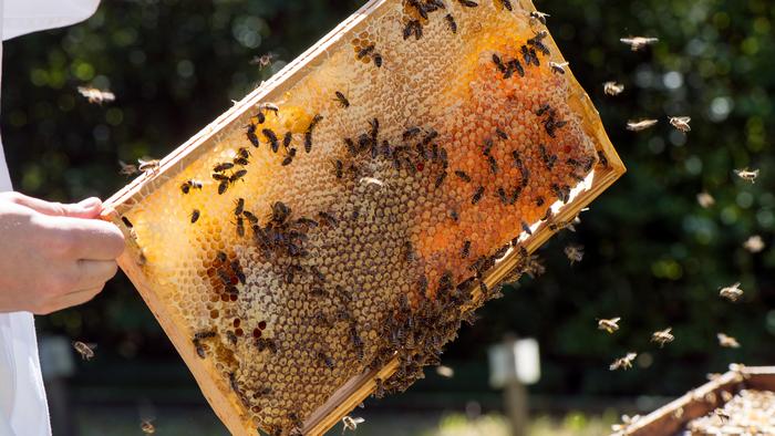 How can honeybees and wild bees coexist in cities?