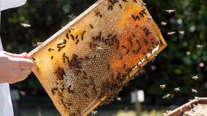 How can honeybees and wild bees coexist in cities?