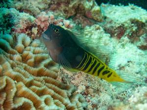 New NYUAD Study Reveals Hidden Stress Facing Coral Reef Fish in the Arabian Gulf