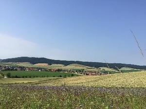 Flower strip along a field