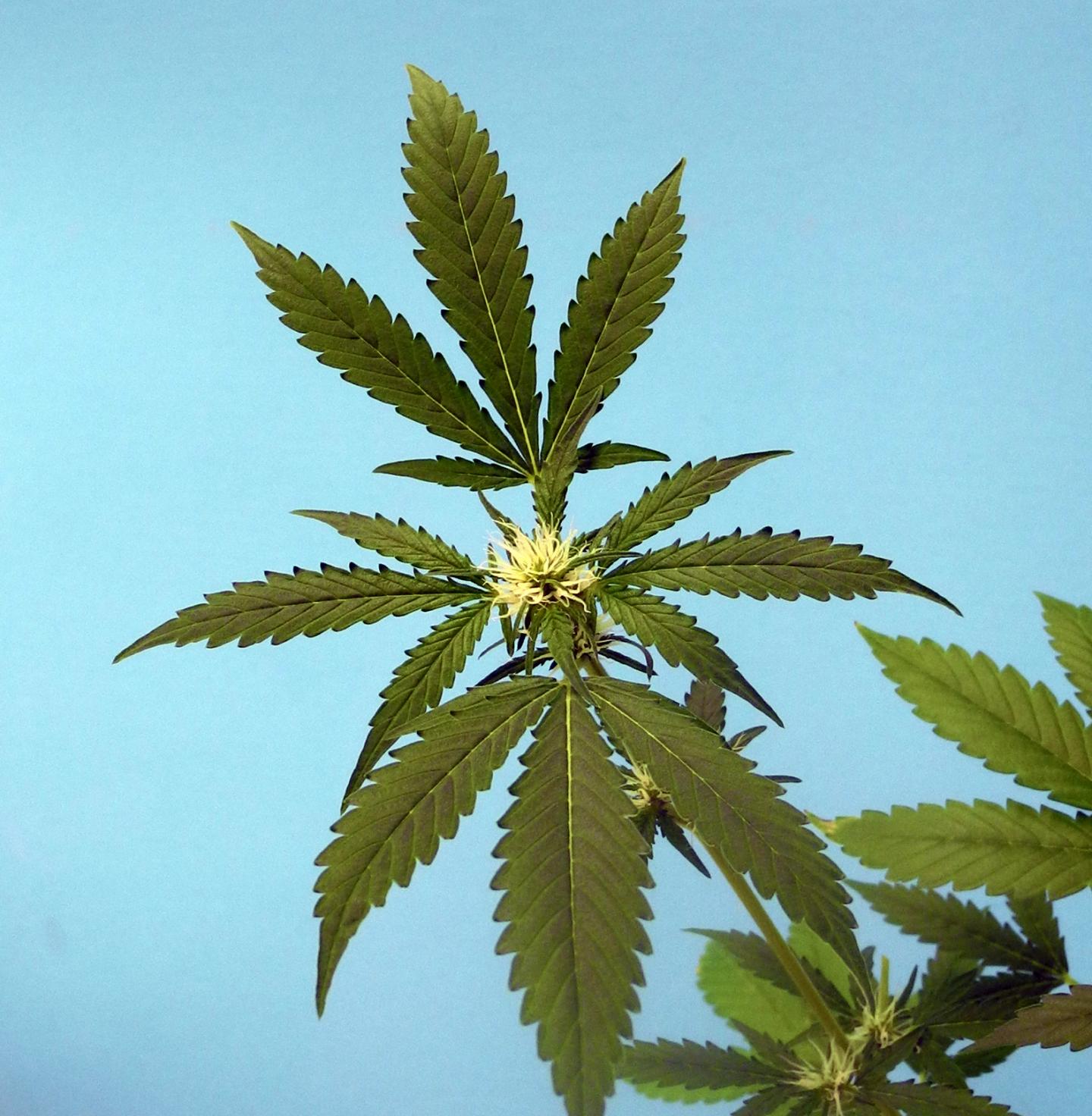 Cannabis