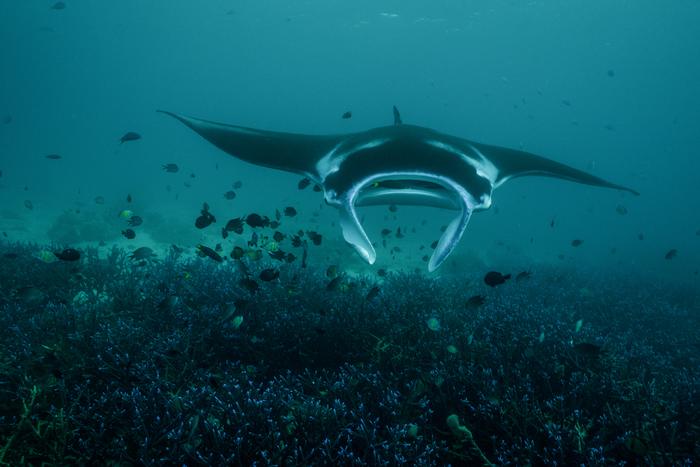 Manta ray underwater