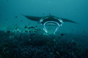 Manta ray underwater
