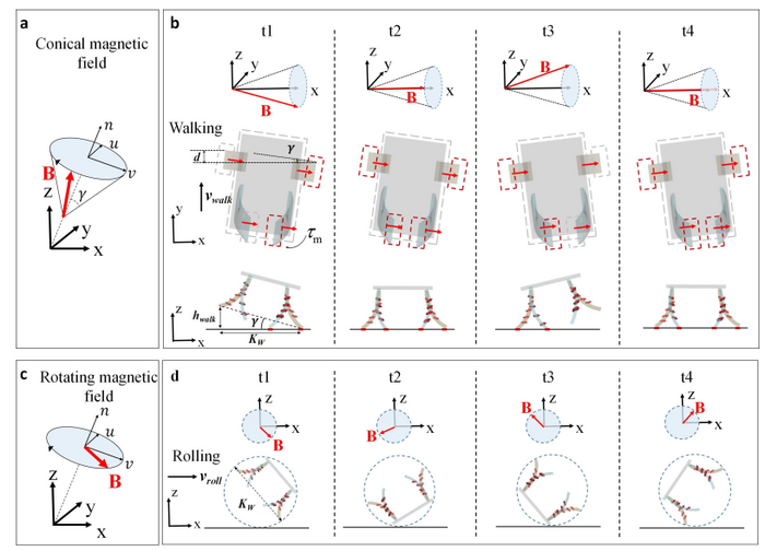 Locomotion modes of the quadruped soft microrobot in magnetic field.
