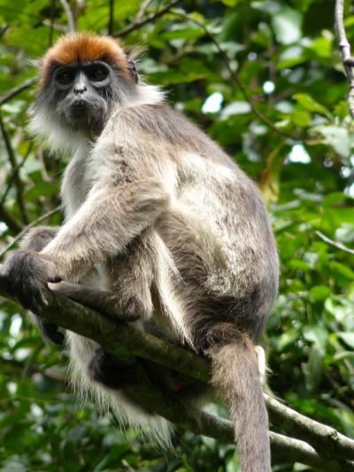 Red Colobus Monkey