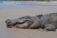 Estuarine Crocodile Ready for Release