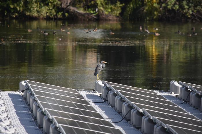 An anghinga on floating solar