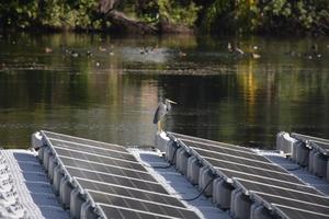 An anghinga on floating solar