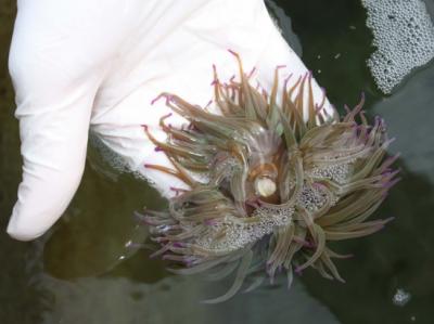 Snakelocks Anemone
