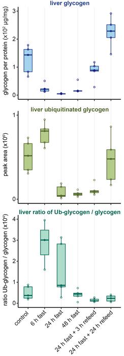 Glycogen_Boxplots Fasting
