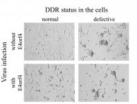 Adenovirus Dampens Host DNA Damage Response -- Implications for Control and Cancer Therapy