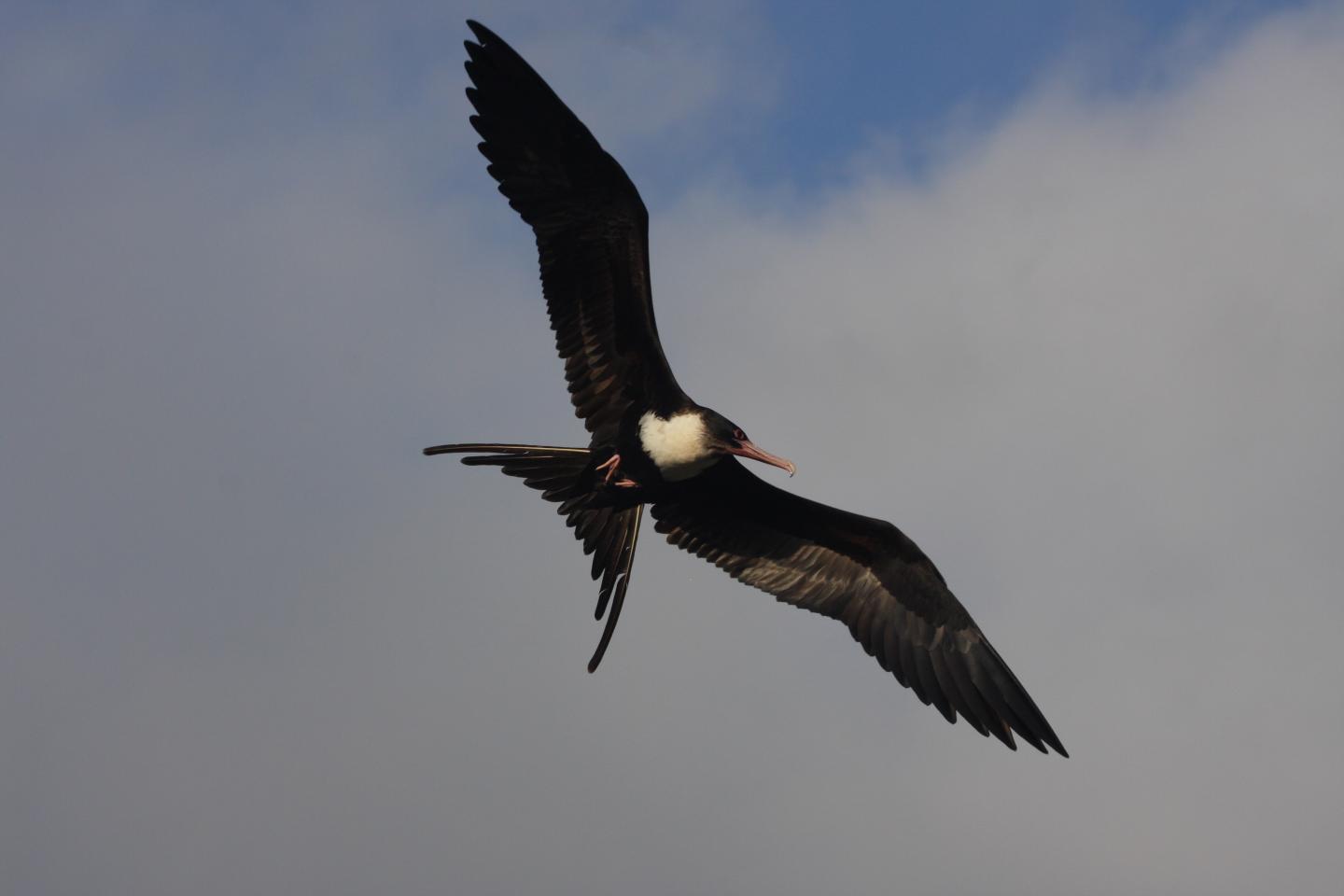 For Frigate Birds, Staying Aloft for Months is a Breeze (4 of 11)