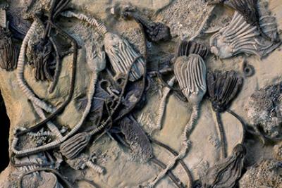 Crinoid Color