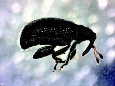 Adult <i>Orchestes pallicornis</i> (Apple Flea Weevil)