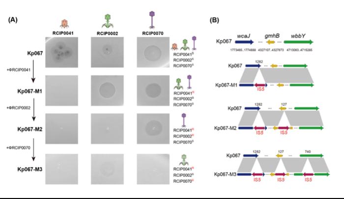 Evolution of Kp067 to generate phage resistance