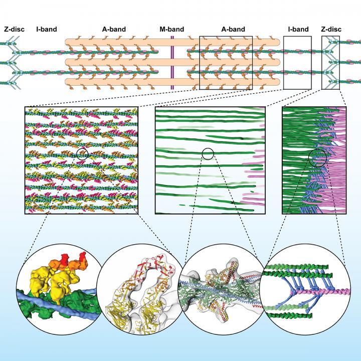 Sarcomere organization at molecular level.
