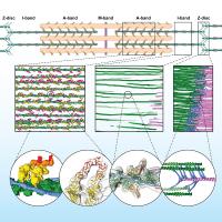Sarcomere organization at molecular level.