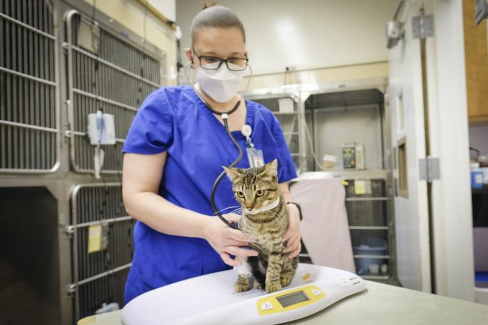 Cat with FIP