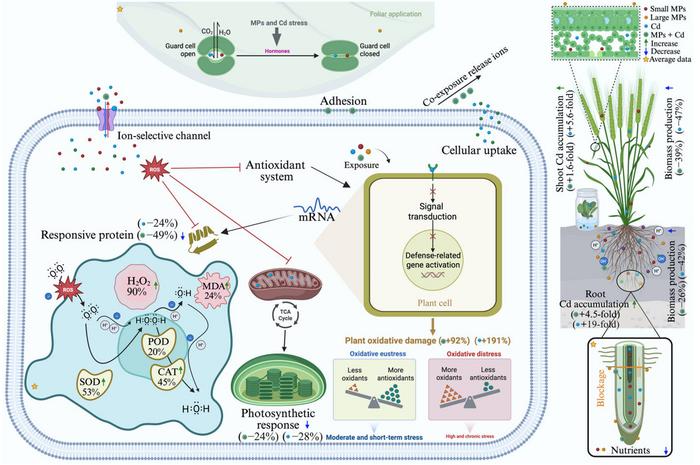 Mechanisms of MPs and Cd effects on plant growth, photosynthetic performance, Cd uptake and translocation in crop systems, and plant defensive actions against single and co-exposure stresses.