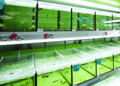 Zebrafish Resource Center, Karlsruhe Institute of Technology