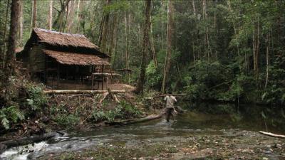 Orangutan Research Site in Sumatra