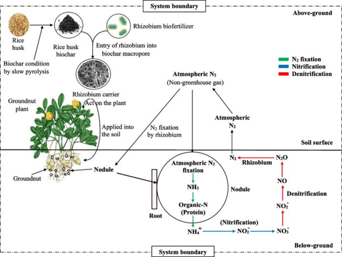 Effects of biochar and biofertilizer on groundnut production: a perspective for environmental sustainability in Bangladesh