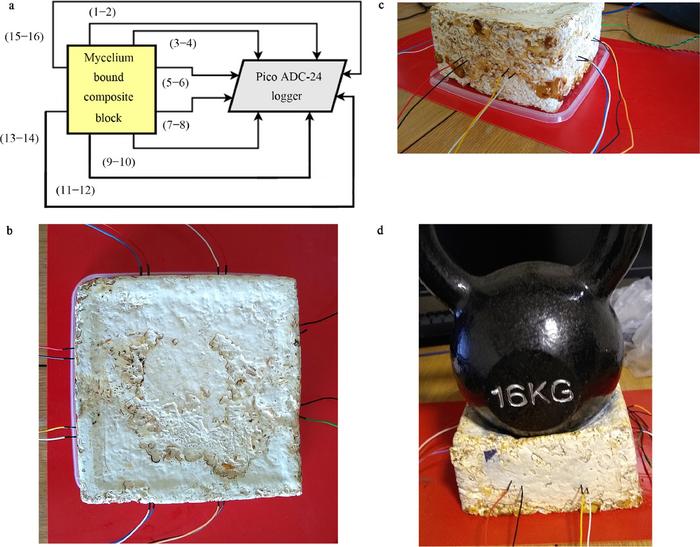 Living mycelium composites discern weights via patterns of electrical activity