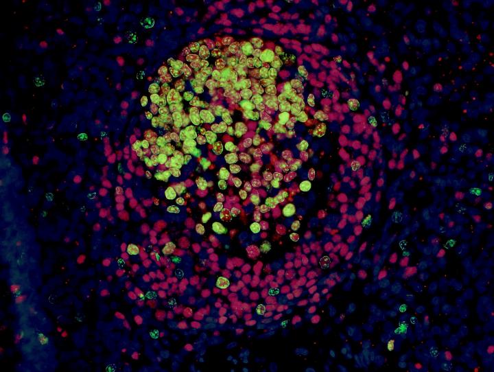 Immunofluorescence Image of a Lymphoid Follicle