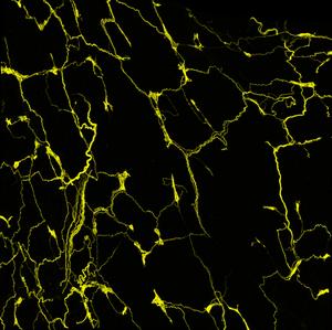 The axons of the sensory neurons form an intricate network in the mouse esophagus.