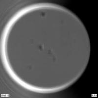 Human embryo development without OCT4