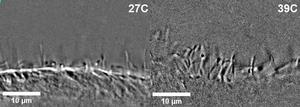 Ciliary motion