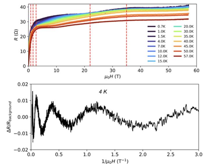Anomalous quantum oscillations reveal new physics in a topological insulator