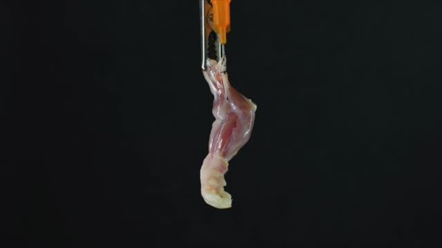 Decellularization of Rat Forelimb